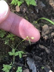 Ranunculus hebecarpus