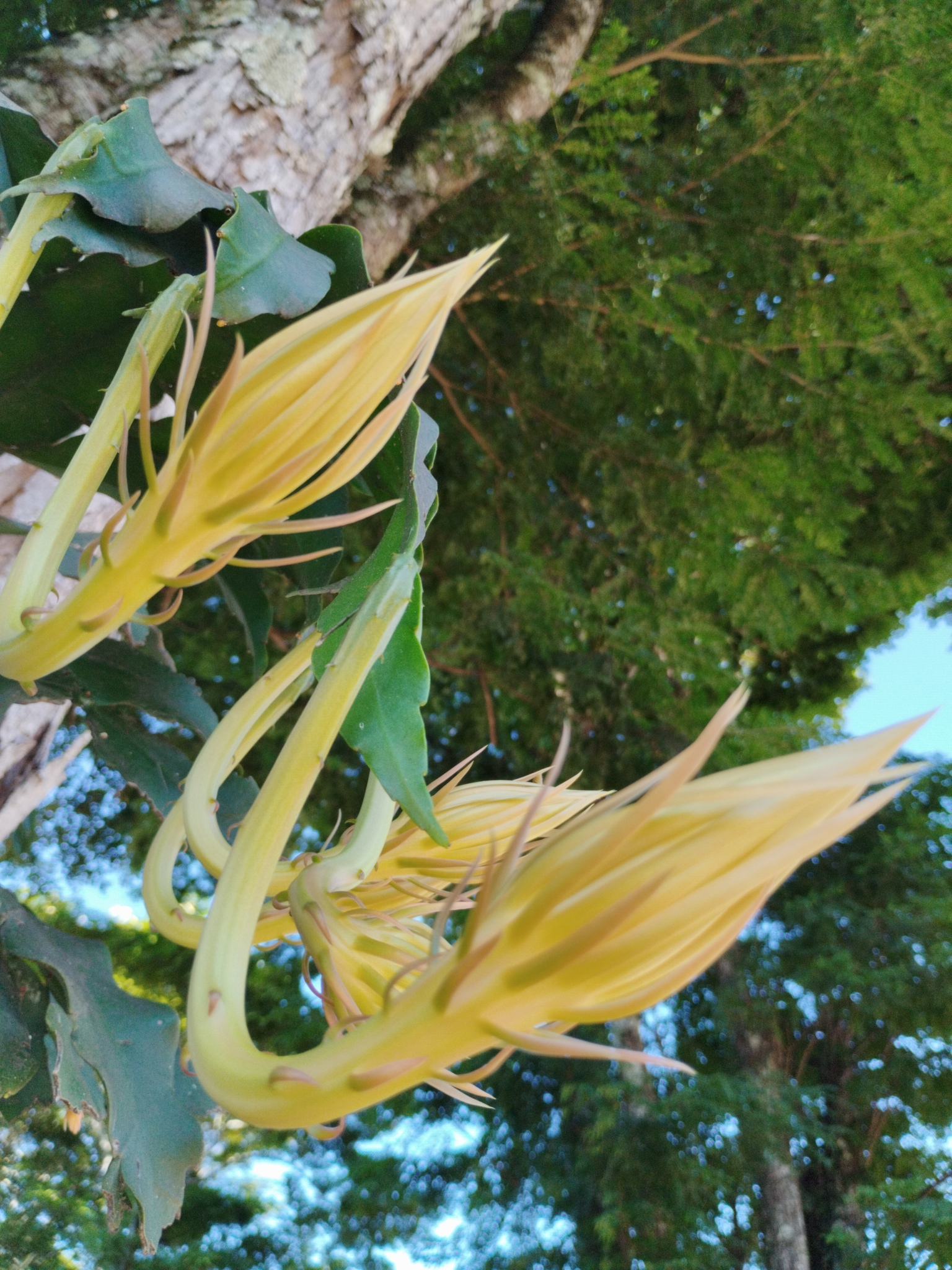 Imagem de Dama-da-Noite ou Cacto-Orquídea