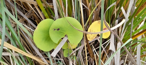 Image of Utricularia reniformis by (c) Mathew Rees, some rights reserved (CC BY)
