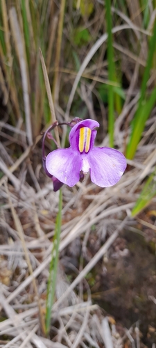 Image of Utricularia reniformis by (c) Mathew Rees, some rights reserved (CC BY)
