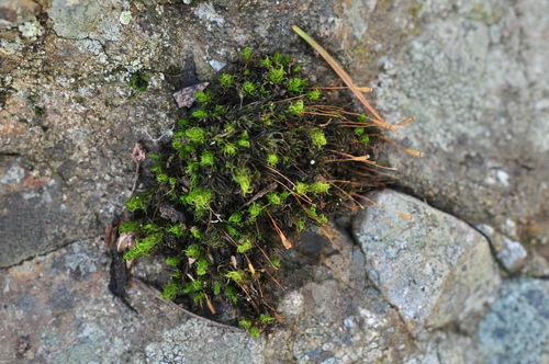 Cynodontium