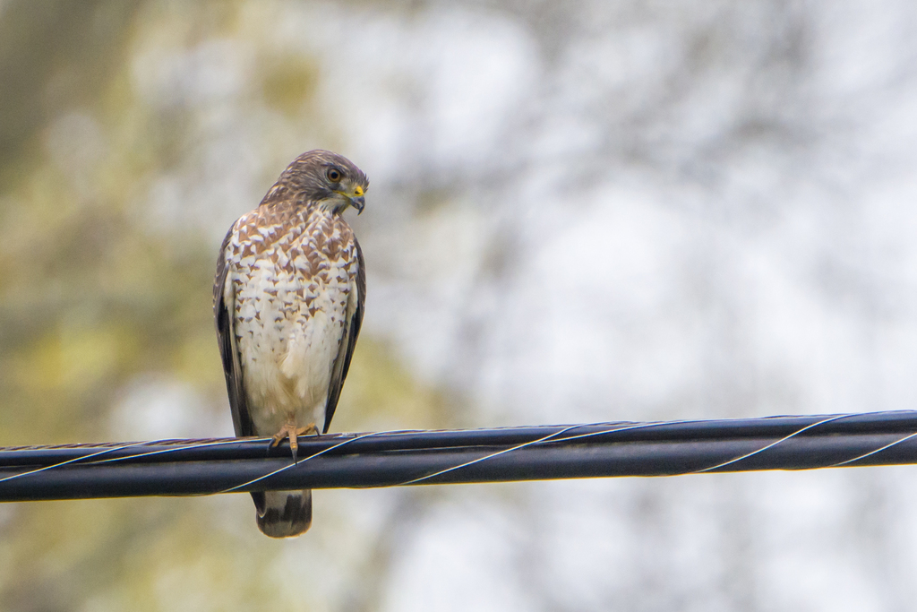 Broad-winged Hawk