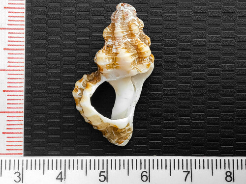 Cantharus vibex, 2024-02-04