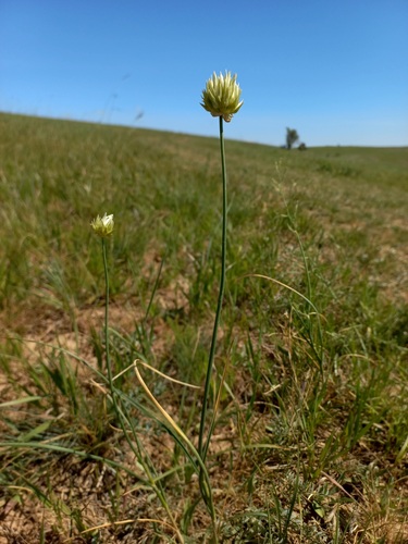 Allium lutescens