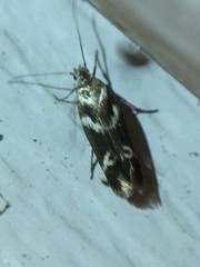 Scythris trivinctella