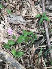 Dicliptera tinctoria