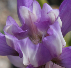 Lupinus microcarpus horizontalis