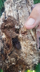 Porrhothele antipodiana