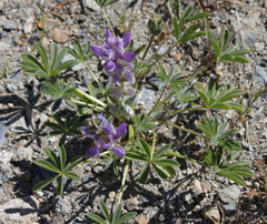 Lupinus microcarpus horizontalis