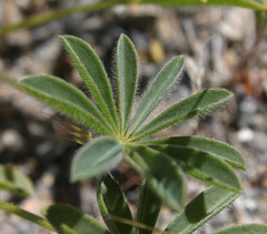 Lupinus microcarpus horizontalis