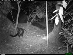 Paradoxurus hermaphroditus