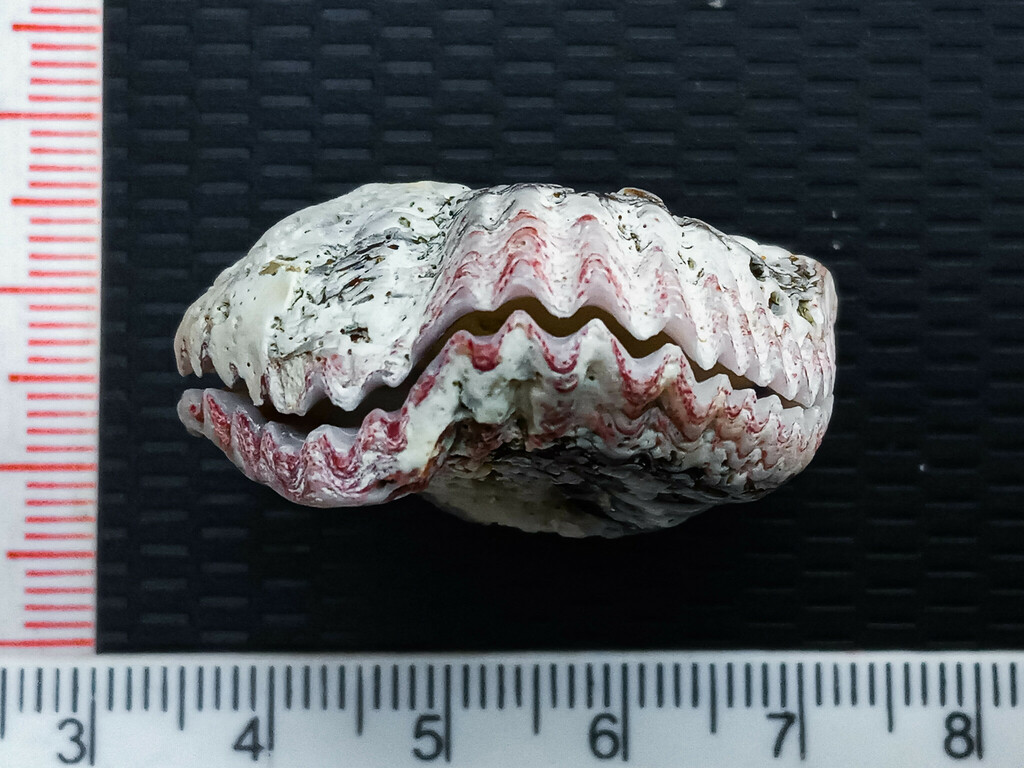 Plicatula spondylopsis