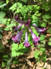 Corydalis incisa