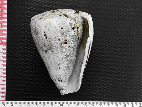 Conus fergusoni, 2024-02-05