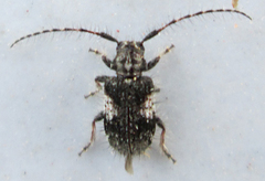 Exocentrus longipilis