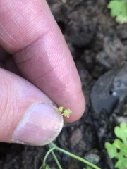 Ranunculus hebecarpus