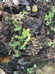 Ranunculus hebecarpus