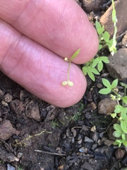 Ranunculus hebecarpus
