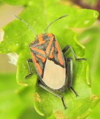 Spilostethus rivularis