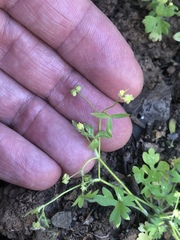 Ranunculus hebecarpus