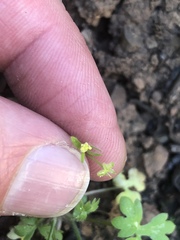 Ranunculus hebecarpus