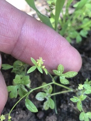Ranunculus hebecarpus