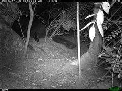 Paradoxurus hermaphroditus