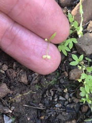 Ranunculus hebecarpus