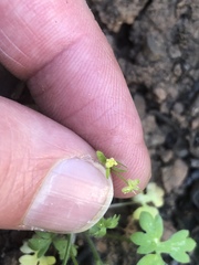 Ranunculus hebecarpus