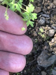 Ranunculus hebecarpus