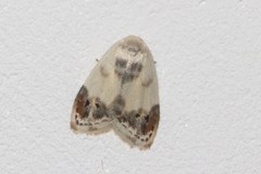 Neoduma kuangtungensis