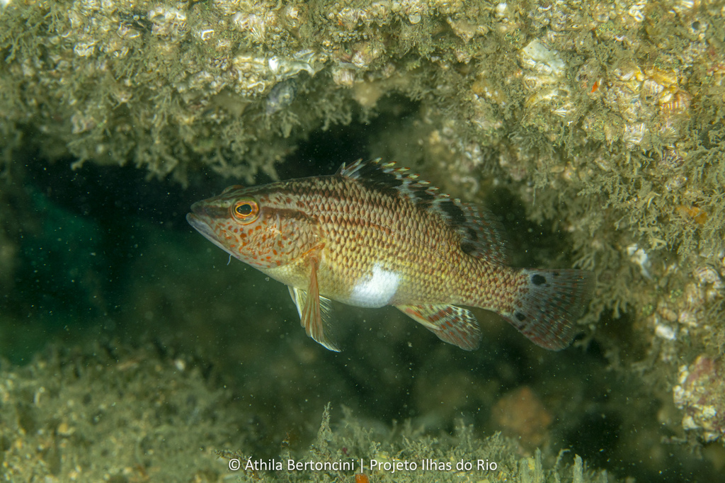 Twinspot bass (Serranus flaviventris) — Serranidae