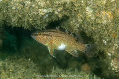 Twinspot Bass photo 1