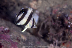 Banded Butterflyfish photo 4
