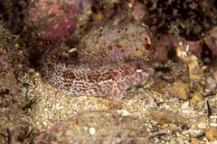 Delalande Blenny photo 2