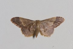 Idaea violacea