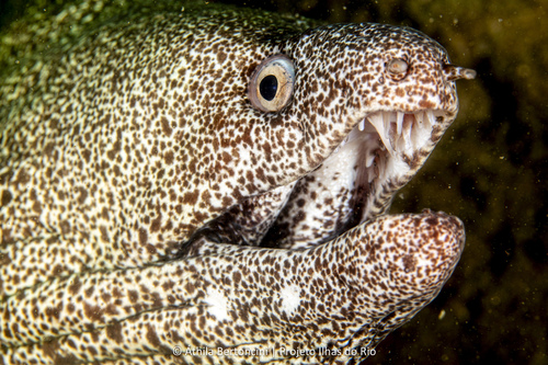 Spotted moray