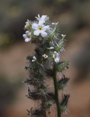 Cryptantha muricata