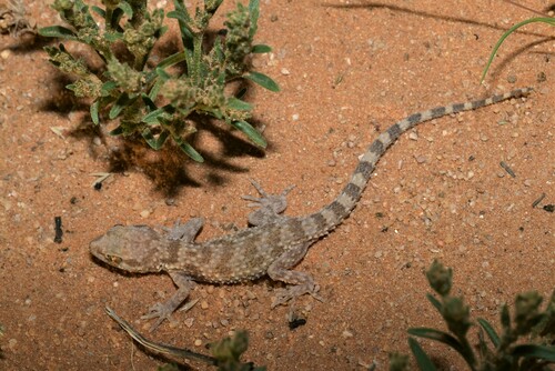 Baluch Ground Gecko