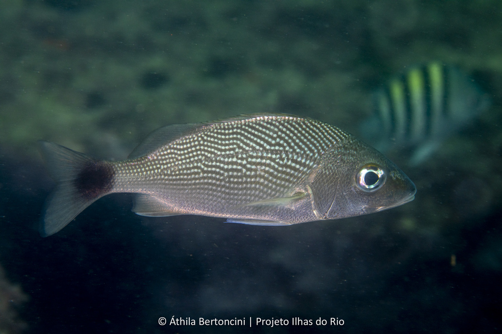 Atlantic Latin Grunt