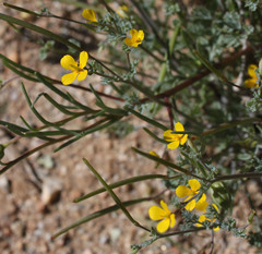 Eschscholzia minutiflora