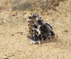 Catapaecilma major