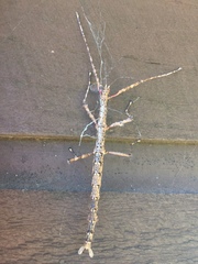 Acanthoxyla geisovii