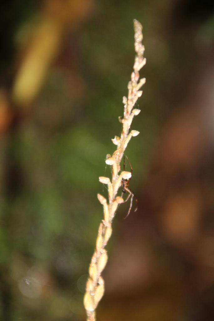 Zeuxine elongata