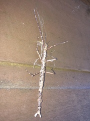 Acanthoxyla geisovii