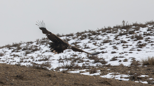 Cinereous Vulture