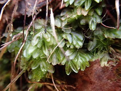Hymenophyllum minimum
