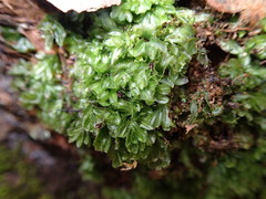 Hymenophyllum minimum