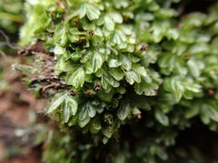 Hymenophyllum minimum