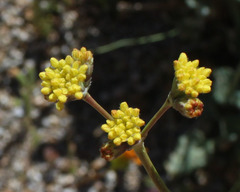 Eriogonum nudum westonii